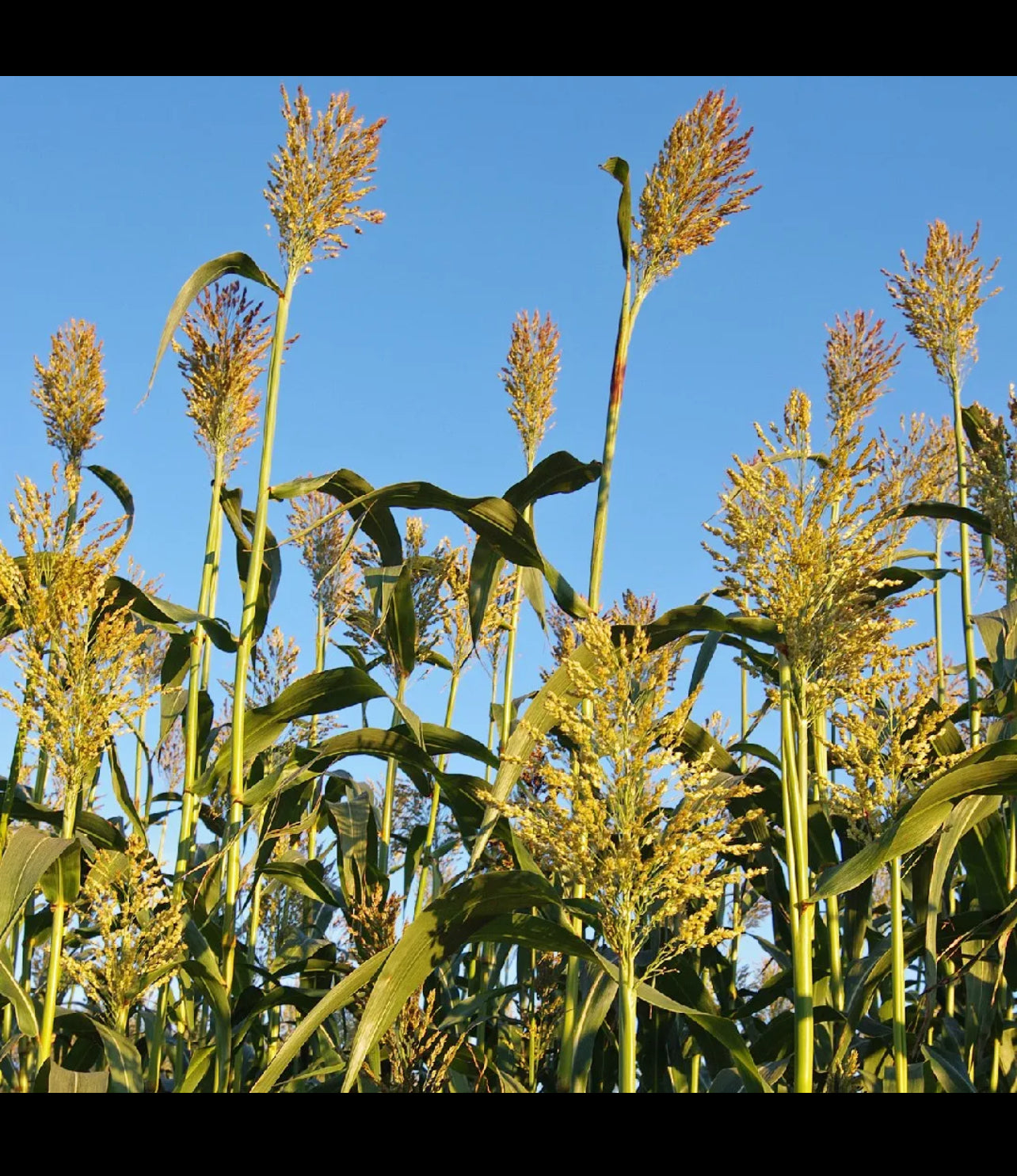CRP field, food plot, central iowa, southern iowa, habitat restoration, hunting, whitetail deer, pheasant, boone, county, marion, polk, bloomfield, leon, sorghum, beets, wheat, buckwheat,