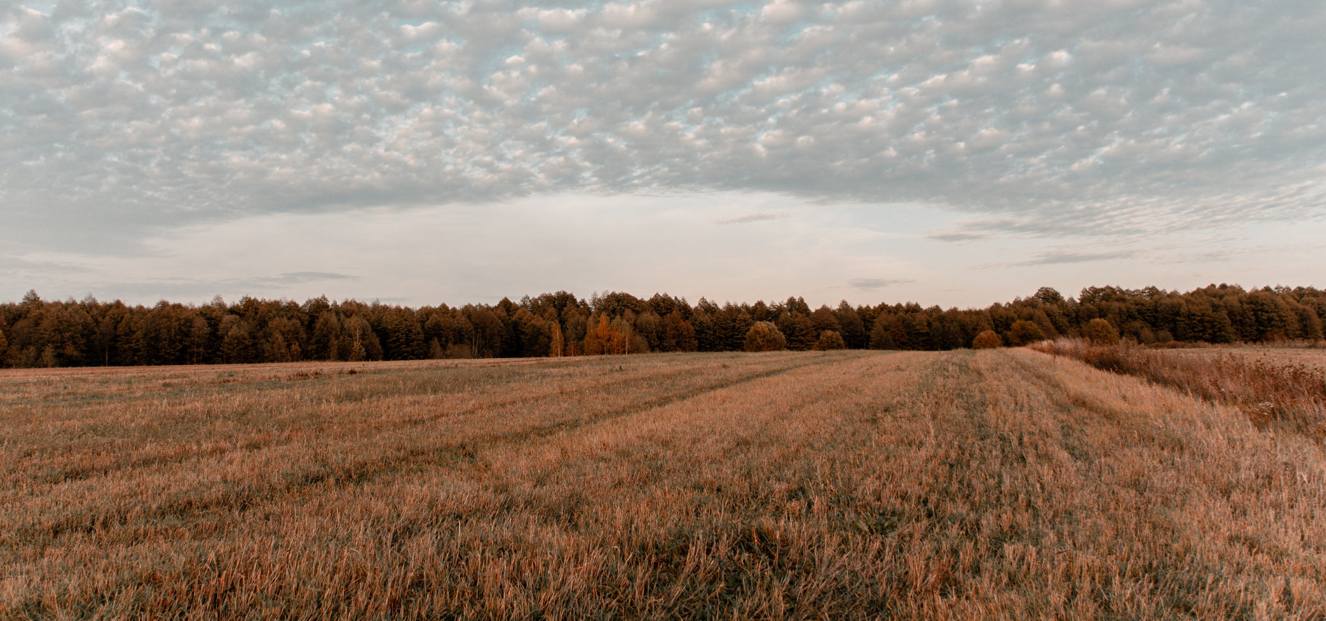 CRP field, food plot, central iowa, southern iowa, habitat restoration, hunting, whitetail deer, pheasant, boone, county, marion, polk, bloomfield, leon,
