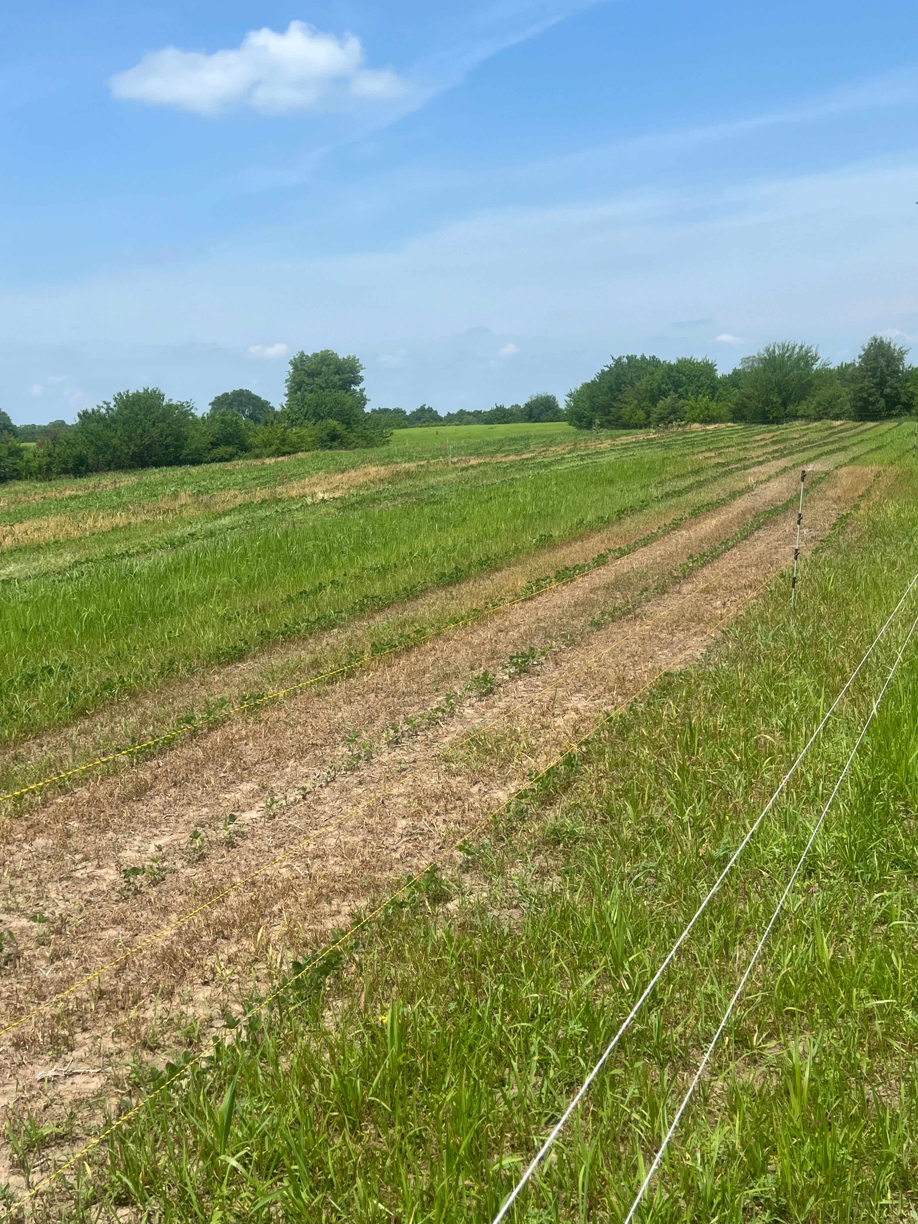 CRP field, food plot, central iowa, southern  iowa, habitat restoration, hunting, whitetail deer, pheasant, boone, county, marion, polk, bloomfield, leon, 